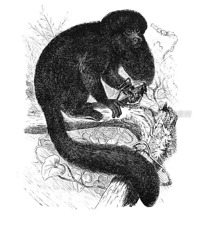 A. Granat编纂的《百科全书词典》中的长尾猴，第6卷，圣彼得堡，1894年